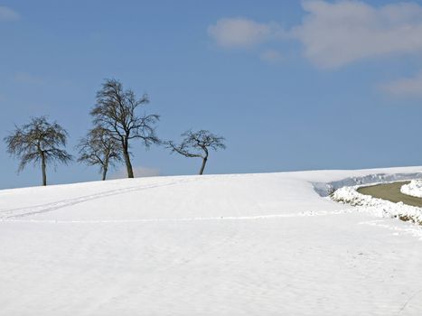 tree in wintertime