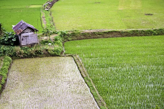 Green rice plantation farmland in indonesia countryside