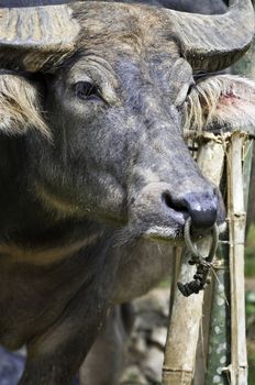 Close-up to a buffalo face in indonesian rural region