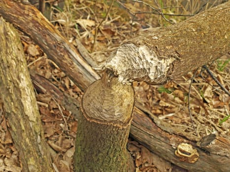 grub of a beaver