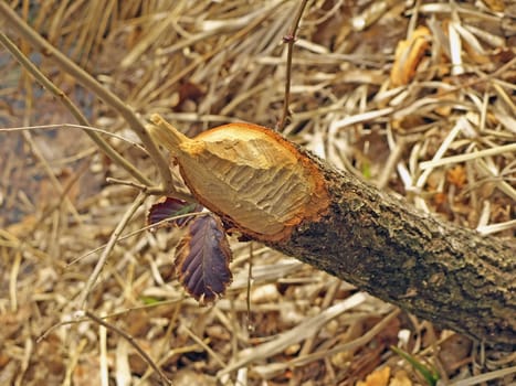 grub of a beaver