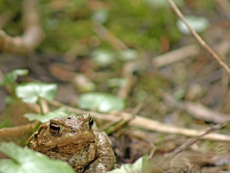 close-up of a common toad