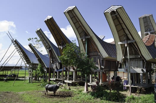 Toraja rural family traditional housing in Indonesia