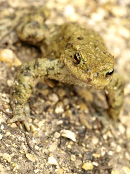 close-up of a common toad