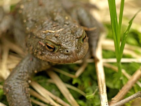 close-up of a common toad