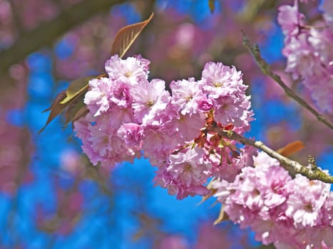 blossom of a japanese cherry