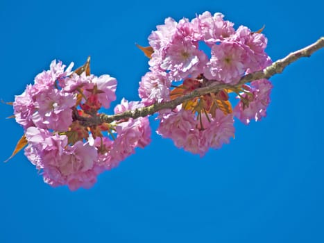 blossom of a japanese cherry