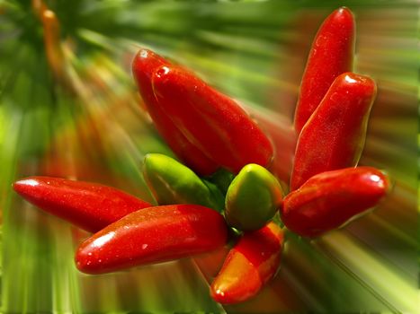 chilies on focus