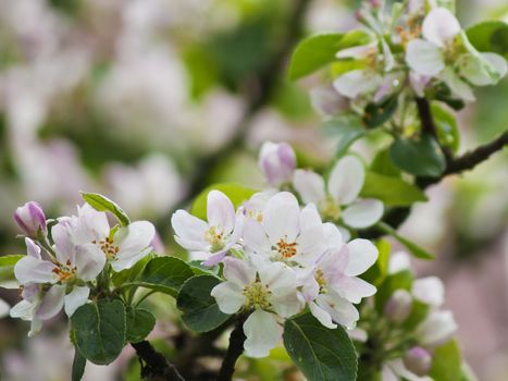blossom of an apple tree