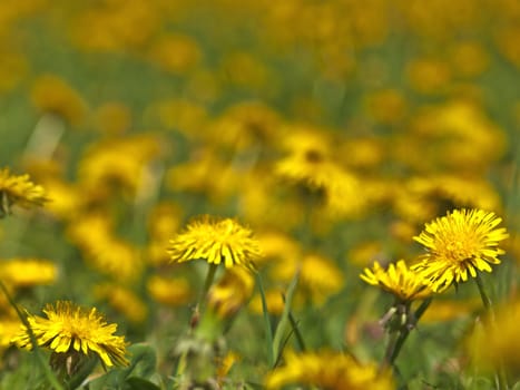 meadow with dandelion