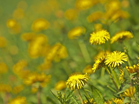 meadow with dandelion