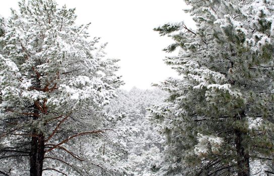 Snowing in the pine forest, frozen time