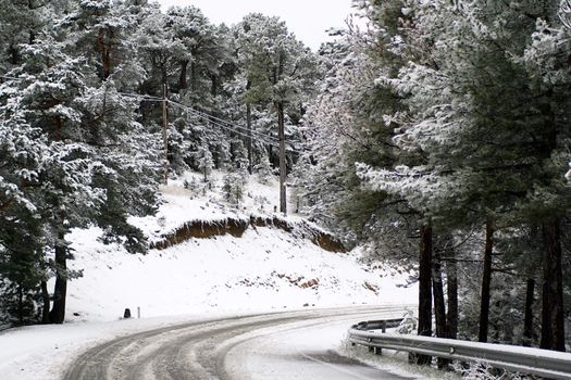 Snowing in the pine forest, frozen road