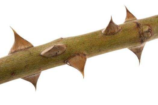 macro shot of rose bush twig with sharp thorns, isolated on white