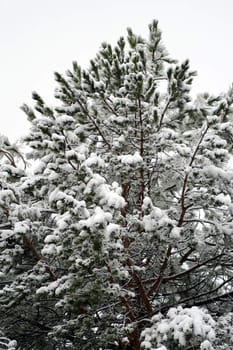 Frozen pine. Easter snow just fallen