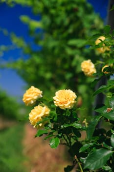 rose on a vineyard rows at Germany, summer day