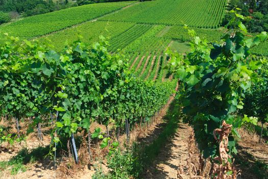 Vineyard rows at Germany, summer day