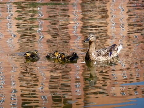 Duck with ducklings swim on the water