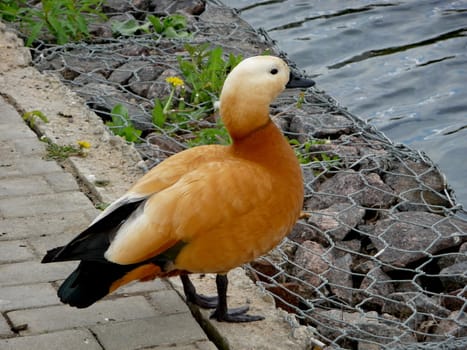 Orange duck stays on the bank near water