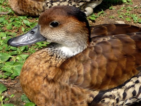 Beautiful young small duck at Moscow zoo