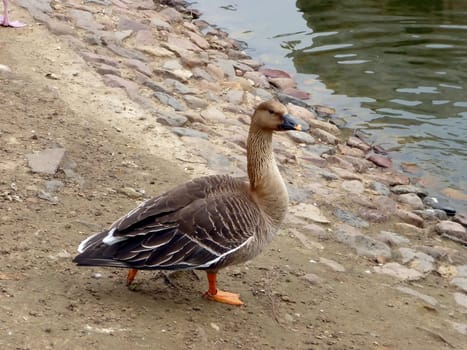 Single gray goose on bank near the water
