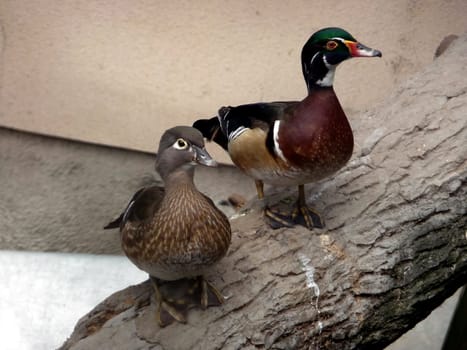 Two colorful ducks sit on the log in zoo