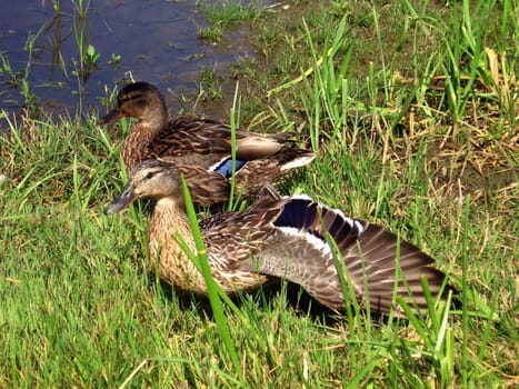 Two ducks on the green grass near water