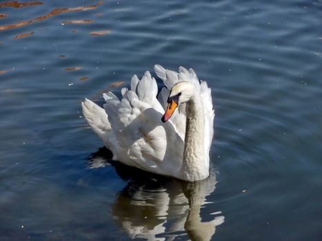 White beautiful swan swims on the water