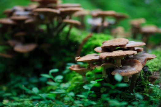 Fungus in the forest, growing in a field of cut grass