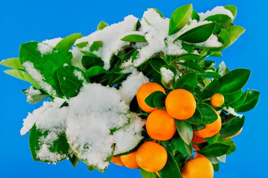 Ripe oranges on the tree under the snow