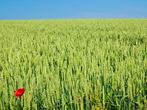 single poppy in a corn field