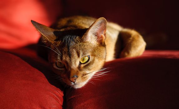 verry cool and wounderful young abyssinian cat photo