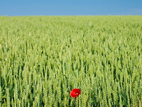 single poppy in a corn field