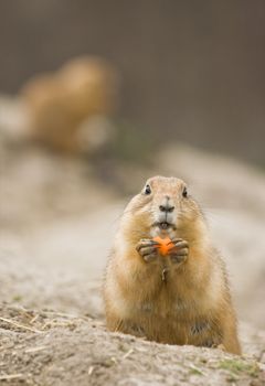 Female prairie dog eating piece of carrot