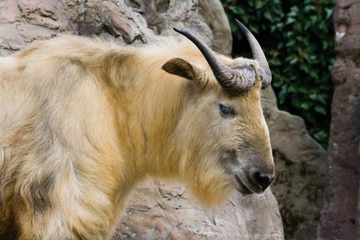 Sichuan takin climbing on rocks and looking