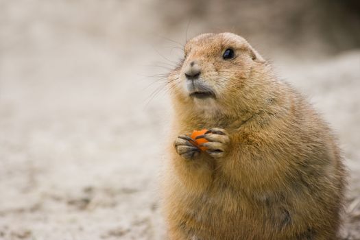 Prairie dog sitting with piece of carrot