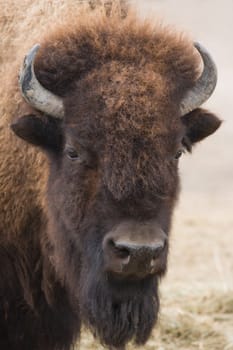 Portrait of American bison or buffalo looking up