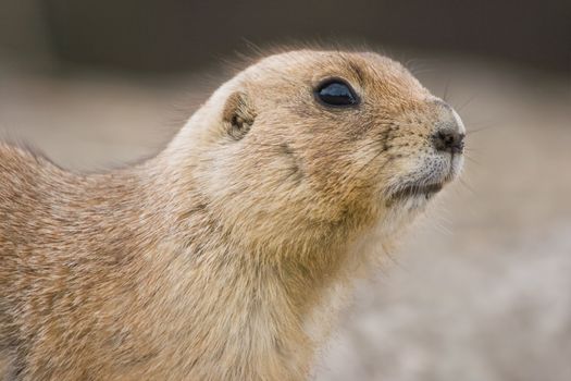 Prairie dog coming out from hole in the ground and looking watchful