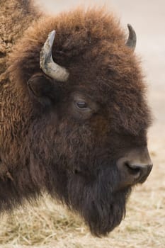 American bison or buffalo in side angle view