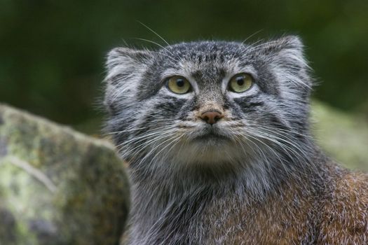 Solitair living undomesticated small wild cat living in Central Asia and Mongolia