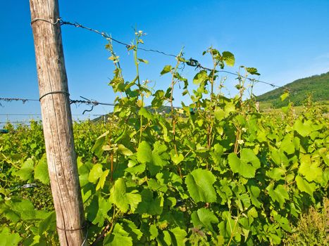 vineyard in France