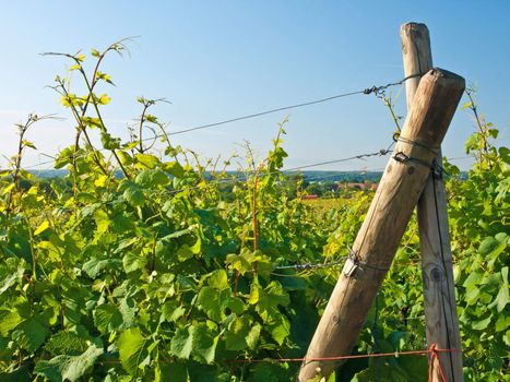 vineyard in France