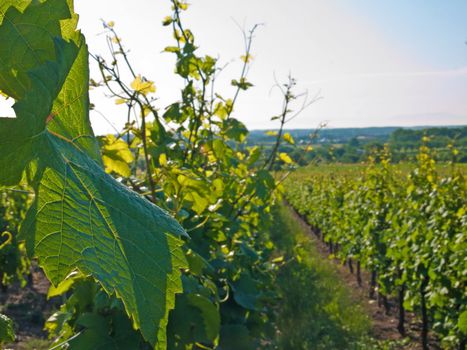 vineyard in France