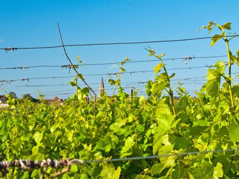 vineyard in France