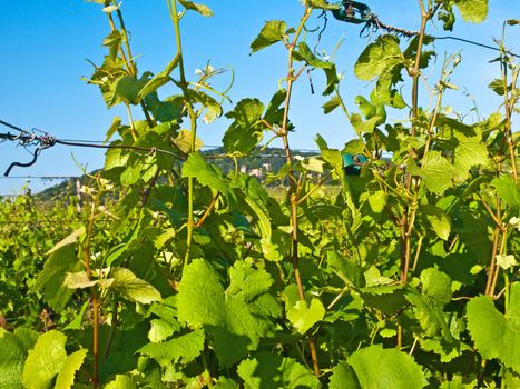 vineyard in France