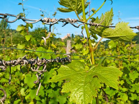 vineyard in France