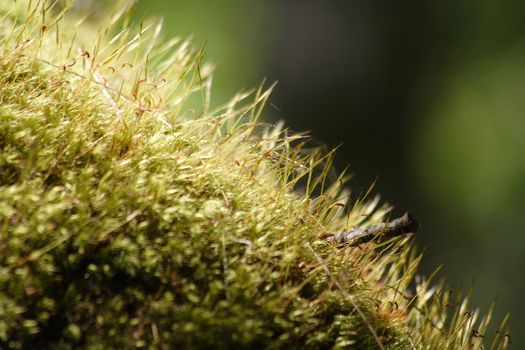 Natural green moss growing in forest.