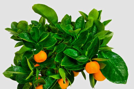 A fresh crop of oranges on a wet branch