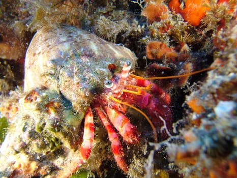 Dardanus Arrosor "Paguro Bernardo".
Shot taken in the wild - no acquarium.