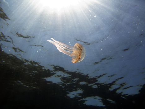 Jellyfish lighted by the sun rays (“Nocticula Pelagia”).
Shot captured in the wild – Mediterranean Sea.